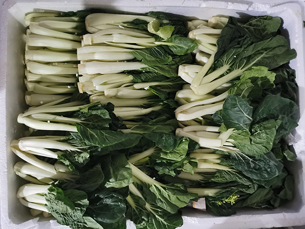 本地小白菜