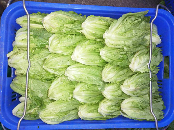 生菜