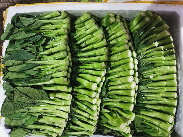 无土菜心
