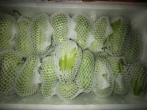 佛手瓜